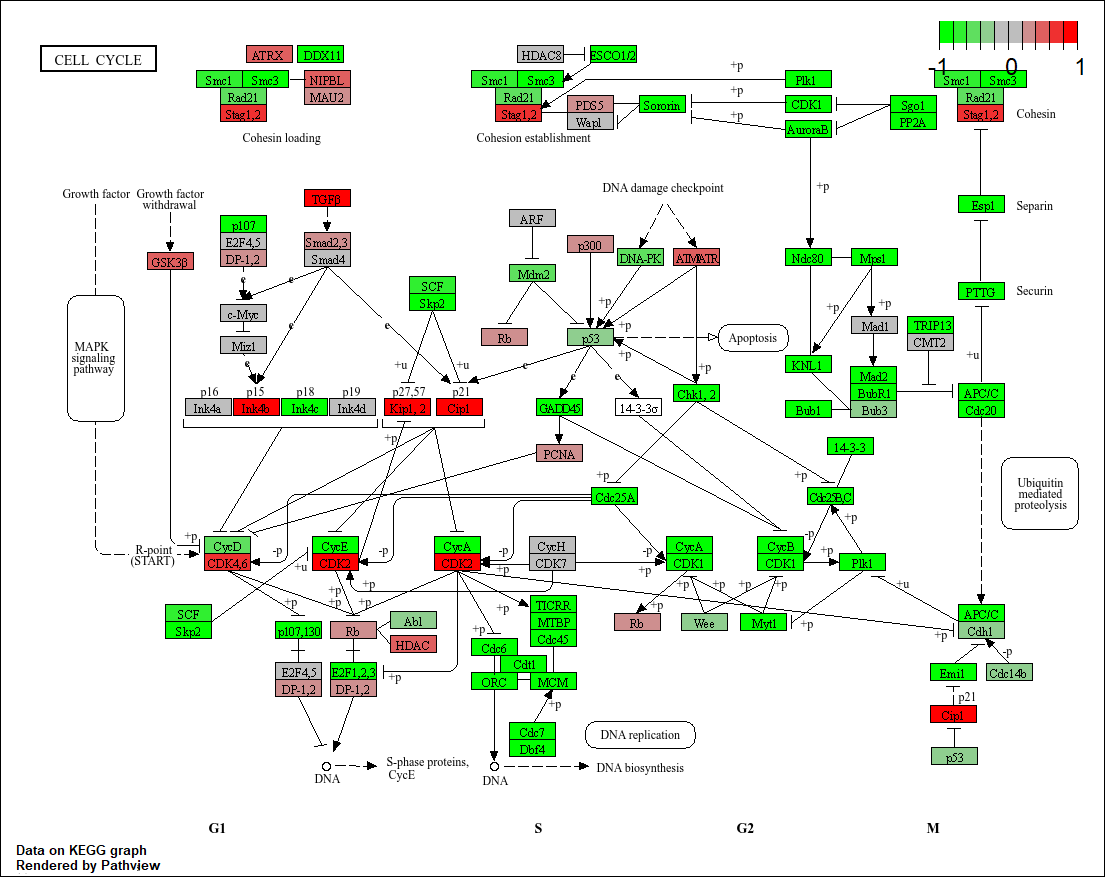 Cell cycle